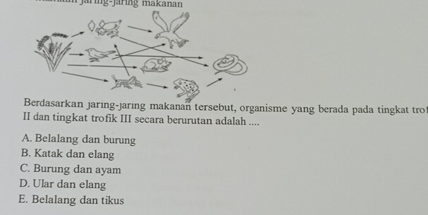 järing-jaring makanan
Berdasarkan jaring-jaring makanan tersebut, organisme yang berada pada tingkat tro
II dan tingkat trofik III secara berurutan adalah ....
A. Belalang dan burung
B. Katak dan elang
C. Burung dan ayam
D. Ular dan elang
E. Belalang dan tikus