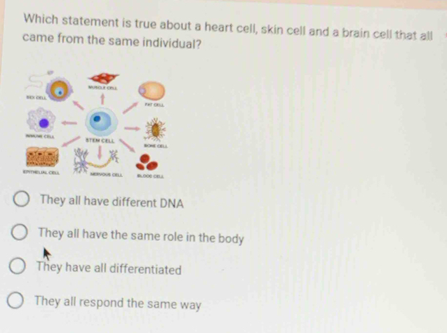 Which statement is true about a heart cell, skin cell and a brain cell that all
came from the same individual?
They all have different DNA
They all have the same role in the body
They have all differentiated
They all respond the same way