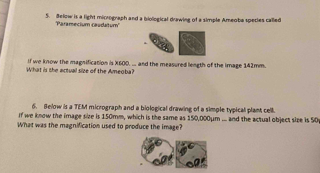 Below is a light micrograph and a biological drawing of a simple Ameoba species called 
‘Paramecium caudatum’ 
If we know the magnification is X600. ... and the measured length of the image 142mm. 
What is the actual size of the Ameoba? 
6. Below is a TEM micrograph and a biological drawing of a simple typical plant cell. 
If we know the image size is 150mm, which is the same as 150,000μm... and the actual object size is 50
What was the magnification used to produce the image?