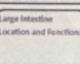 Large intestíne 
Location and Fuection