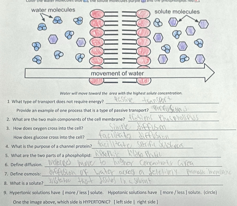 Color the water molecules blue __ the solute molecules purple _rand the phospholipius rea 
Water will move toward the area with the highest solute concentration. 
1 What type of transport does not require energy?_ 
Provide an example of one process that is a type of passive transport?_ 
2. What are the two main components of the cell membrane?_ 
3. How does oxygen cross into the cell?_ 
How does glucose cross into the cell?_ 
4. What is the purpose of a channel protein?_ 
5. What are the two parts of a phospholipid:_ 
6. Define diffusion._ 
7. Define osmosis:_ 
8. What is a solute?_ 
9. Hypertonic solutions have [ more / less ] solute. Hypotonic solutions have [ more / less ] solute. (circle) 
One the image above, which side is HYPERTONIC? [ left side | right side ]