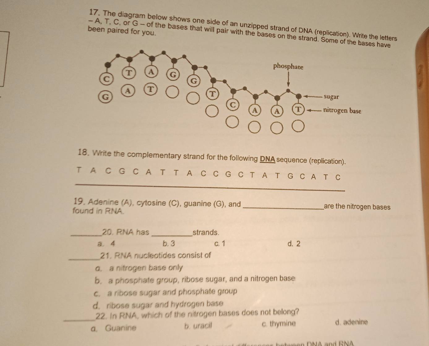 Solved: The diagram below shows one side of an unzipped strand of DNA ...