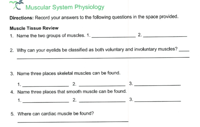 Muscular System Physiology 
Directions: Record your answers to the following questions in the space provided. 
Muscle Tissue Review 
1. Name the two groups of muscles. 1._ 
2._ 
2. Why can your eyelids be classified as both voluntary and involuntary muscles?_ 
_ 
3. Name three places skeletal muscles can be found. 
1._ 
2._ 
3._ 
4. Name three places that smooth muscle can be found. 
1._ 
2._ 
3._ 
5. Where can cardiac muscle be found? 
_