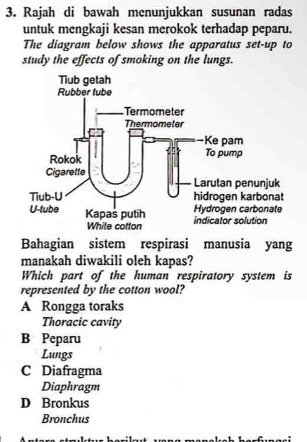 Rajah di bawah menunjukkan susunan radas
untuk mengkaji kesan merokok terhadap peparu.
The diagram below shows the apparatus set-up to
study the effects of smoking on the lungs.
Bahagian sistem respirasi manusia yang
manakah diwakili oleh kapas?
Which part of the human respiratory system is
represented by the cotton wool?
A Rongga toraks
Thoracic cavity
B Peparu
Lungs
C Diafragma
Diaphragm
D Bronkus
Bronchus