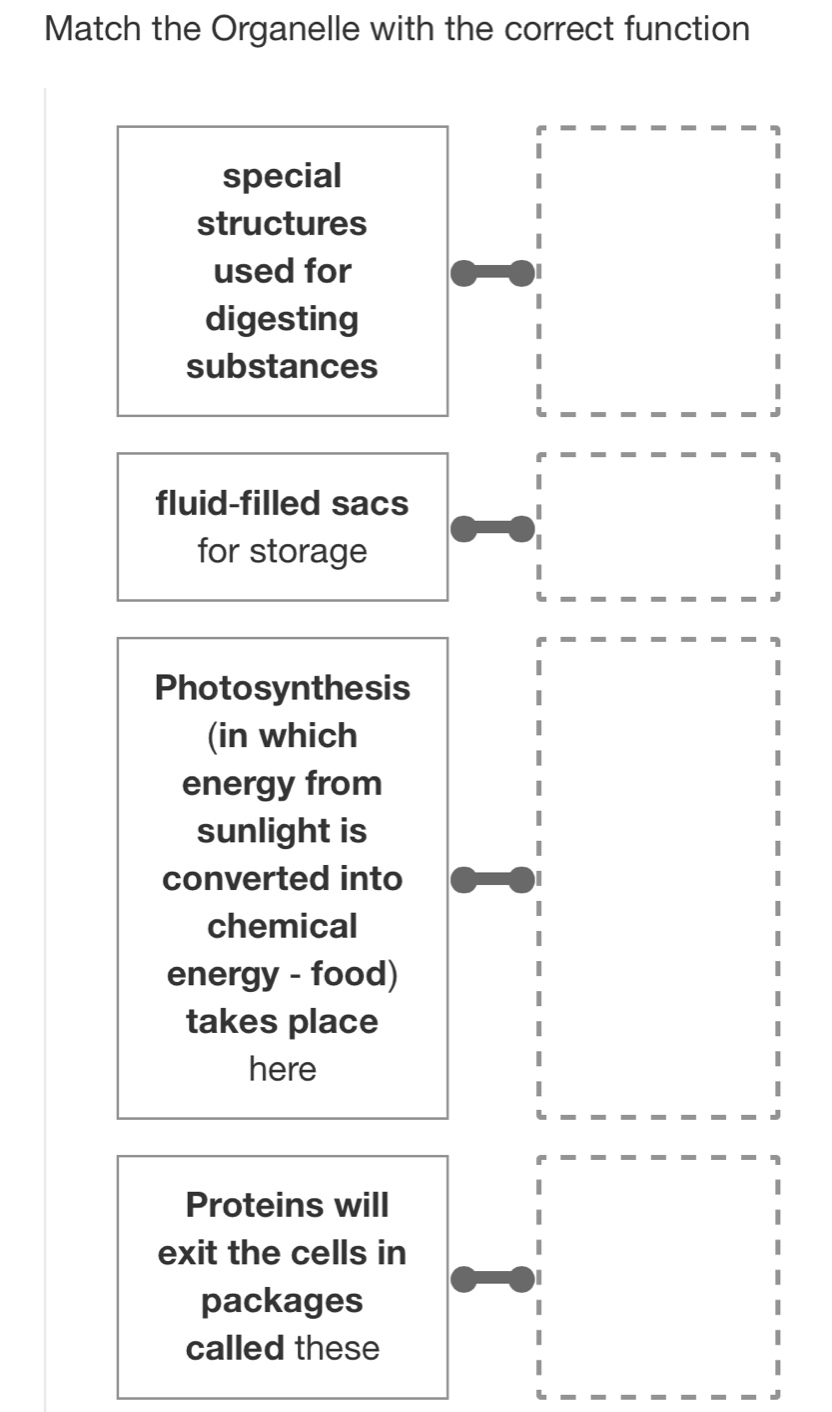 Match the Organelle with the correct function 
special 
structures 
used for 
digesting 
substances 
fluid-filled sacs 
for storage 
Photosynthesis 
(in which 
energy from 
sunlight is 
converted into 
chemical 
energy - food) 
takes place 
here 
Proteins will 
exit the cells in 
packages 
called these