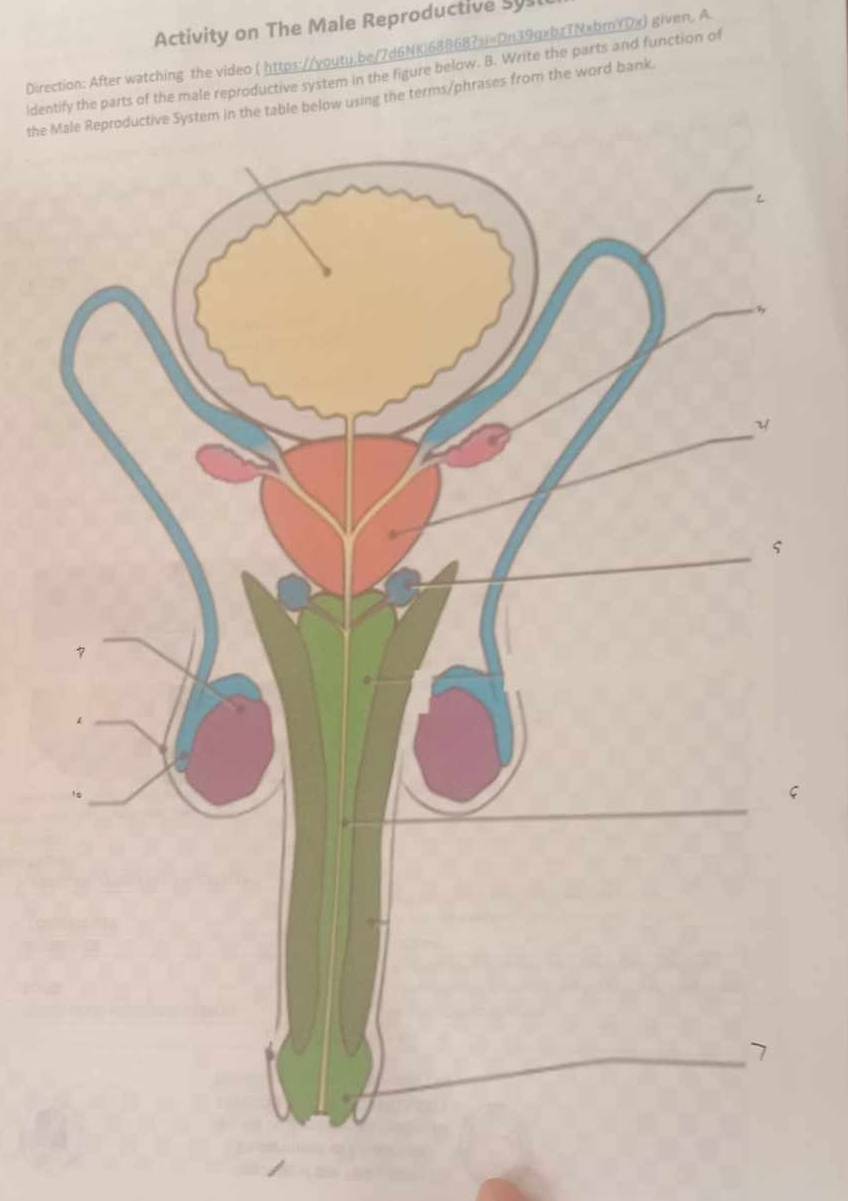 Activity on The Male Reproductive Sy 
Direction: After watching the video ( https://voutu.be/7d6NK)688687si=Dn39gxbrTNxbrYDx) given. A. 
identify the parts of the male reproductive system in the figure below. B. Write the parts and function of 
the Male Reproductive System in the table below using the terms/phrases from the word bank.