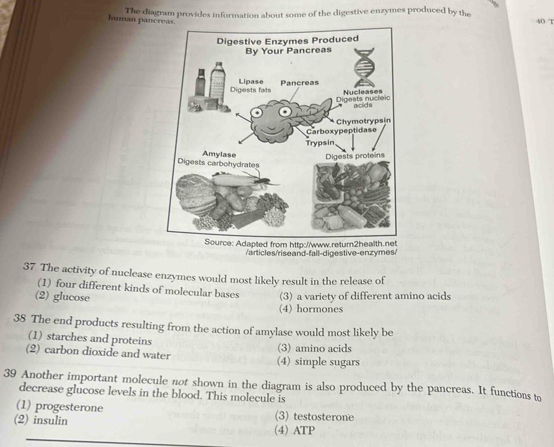 The diagram provides information about some of the digestive enzymes produced by the
human pancreas.
40 T
/articles/riseand-fall-digestive-enzymes/
37 The activity of nuclease enzymes would most likely result in the release of
(1) four different kinds of molecular bases
(2) glucose (3) a variety of different amino acids
(4) hormones
38 The end products resulting from the action of amylase would most likely be
(1) starches and proteins
(3) amino acids
(2) carbon dioxide and water
(4) simple sugars
39 Another important molecule not shown in the diagram is also produced by the pancreas. It functions to
decrease glucose levels in the blood. This molecule is
(1) progesterone (3) testosterone
(2) insulin (4) ATP