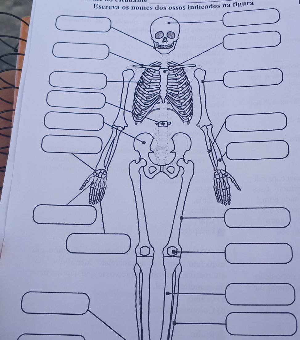 Escreva os nomes dos ossos indicados na figura