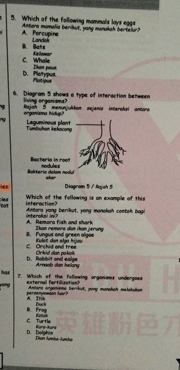 Which of the following mammals lays eggs
Antara mamalia berikut, yang manakah bertelur?
A. Porcupine
Landak
B. Bats
Kelawar
C. Whale
Ikan paus.
D. Platypus.
Platipus
6. Diagram 5 shows a type of interaction between
living organisms?
ng Rajah 5 menunjukkan sejenis interaksi antara
organisma hidup?
ng Leguminous plant
Tumbuhan kekacang
Bacteria in root
nodules
Bakteria dalam nodul
akar
ies Diagram 5 / Rajah 5
ies Which of the following is an example of this
itat interaction?
Antara yang berikut, yang manakah contoh bagi
interaksi ini?
A. Remora fish and shark
Ikan remora dan ikan jerung
B. Fungus and green algae
Kulat dan alga hijau
C. Orchid and tree
Orkid dan pokok
D. Rabbit and ealge
Arnaab dan helang
has 7. Which of the following organisms undergoes
yang external fertilization?
Antara organisma berikut, yang manakah melakukan
persenyawaan luar?
A. Itik
Duck
B. Frog
Katak
C. Turtle
Kura-kura
D. Dolphin
Ikan lumba-lumba