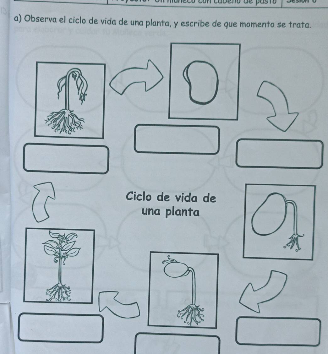 Observa el ciclo de vida de una planta, y escribe de que momento se trata. 
Ciclo de vida de 
una planta