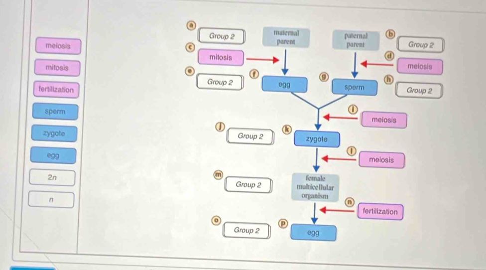 a 
Group 2 maternal paternal 6 
meiosis G parent pareni Group 2 
mitosis a 
mitosis melosis 
① 
o 
Group 2 
o 
fertilization egg sperm Group 2 
sperm meiosis 
① 
k 
zygote Group 2 zygote 
egg melosis 
m 
female 
2n Group 2 multice llular 
n 
organism 
fertilization 
Group 2 egg