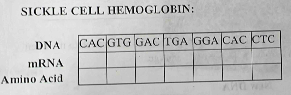 SICKLE CELL HEMOGLOBIN: 
DNA 
mRNA 
Amino Aci