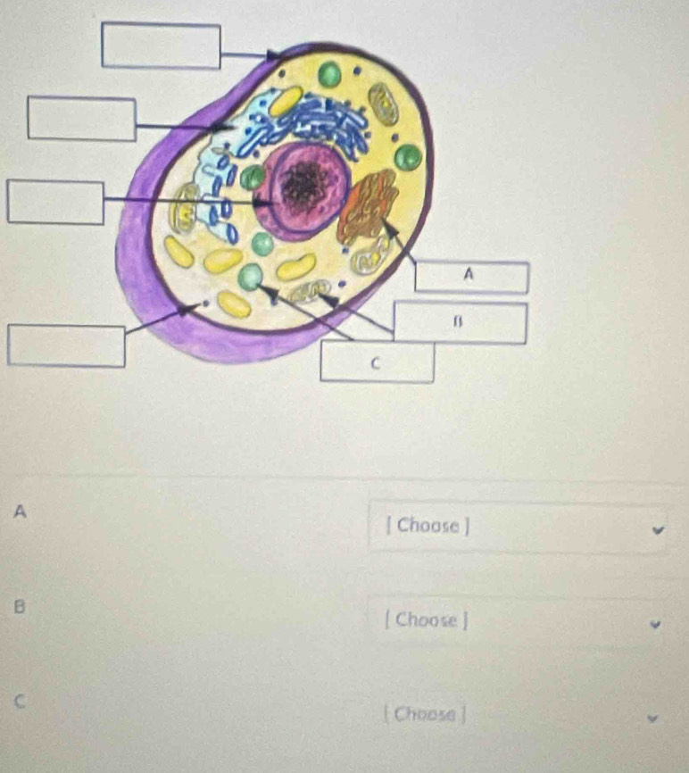 A
[ Choose ]
B
[ Choose ]
C
[ Choose ]