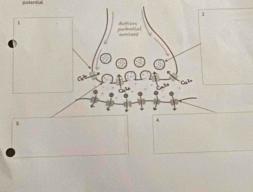 potential. 
2 
1 
Actiom 
Hal 
C 
Ca^2 
B. 
4.