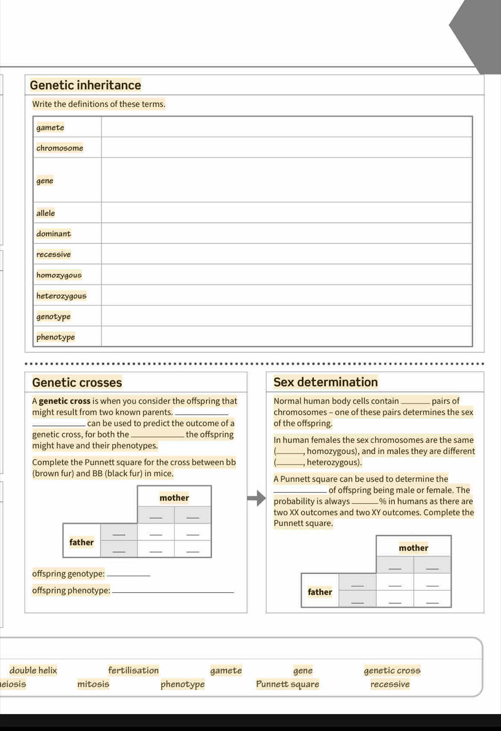 Genetic crosses Sex determination
A genetic cross is when you consider the offspring that Normal human body cells contain _pairs of
might result from two known parents. _chromosomes - one of these pairs determines the sex
_ can be used to predict the outcome of a of the offspring.
genetic cross, for both the_ the offspring In human females the sex chromosomes are the same
might have and their phenotypes.
_, homozygous), and in males they are different
Complete the Punnett square for the cross between bb _, heterozygous).
(brown fur) and BB (black fur) in mice.
A Punnett square can be used to determine the
_of offspring being male or female. The
mother probability is always _ % in humans as there are
_
_
two XX outcomes and two XY outcomes. Complete the
Punnett square.
_
_
_
father
_
_
_
mother
offspring genotype:_
_
_
_
_
_
_
_
offspring phenotype:_ father
_
double helix fertilisation gamete gene genetic cross
eiosis mitosis phenotype Punnett square recessive
