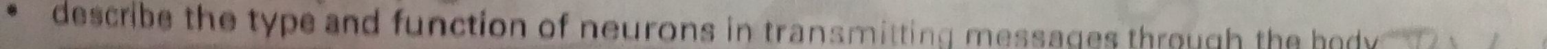 describe the type and function of neurons in transmitting messages through the body