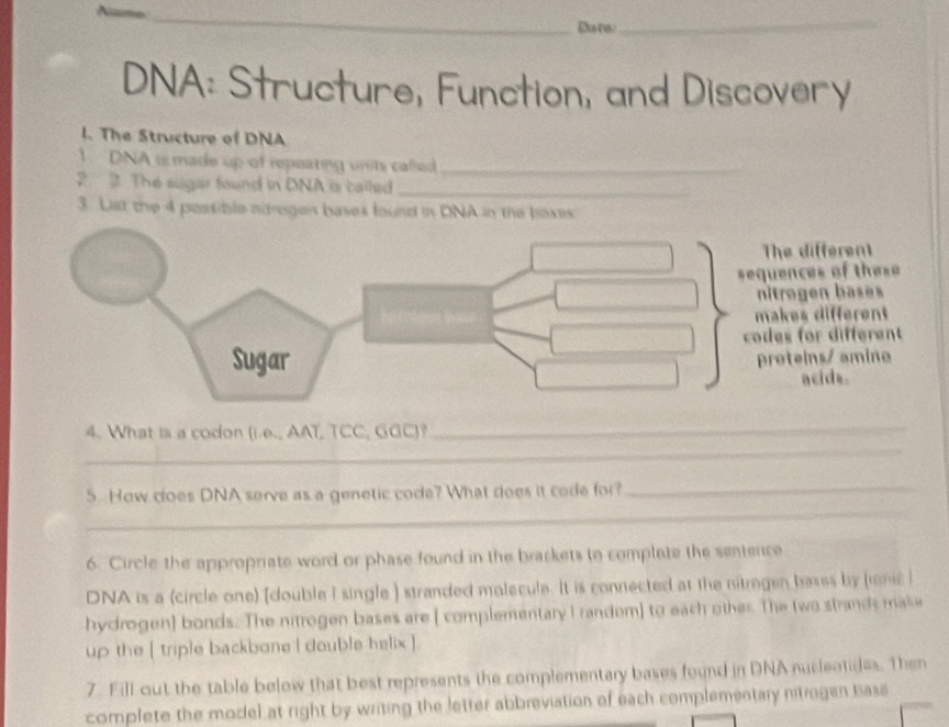 Dane 
_ 
DNA: Structure, Function, and Discovery 
I. The Structure of DNA 
1. DNA is made up of repeating units called_ 
2. 2. The sugar found in DNA is cailed_ 
3. Liat the 4 possible nitregen bases found in DNA in the boxes 
_ 
4. What is a codon (i.e., AAT, TCC, GGC)?_ 
_ 
5. How does DNA serve as a genetic code? What does it code for?_ 
6. Circle the appropriate word or phase found in the brackets to complate the sentence 
DNA is a (circle one) [double I single ) stranded malecule. It is connected at the nitragen basss by inic 
hydrogen) bonds. The nitrogen bases are ( complementary I randem) to each other. The two strands make 
up the [ triple backbone i double helix ]. 
7. Fill out the table below that best represents the complementary bases found in DNA nucleatides. Then 
complete the model at right by writing the letter abbreviation of each complementary nitrogen base