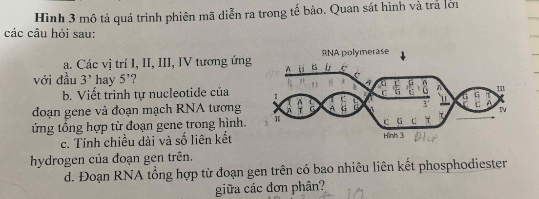 Hình 3 mô tả quá trình phiên mã diễn ra trong tế bào. Quan sát hình và trả lời 
các câu hỏi sau: 
a. Các vị trí I, II, III, IV tương ứng 
với đầu 3^, hay 5^, ? 
b. Viết trình tự nucleotide của 
đoạn gene và đoạn mạch RNA tương 
ứng tổng hợp từ đoạn gene trong hình. 
c. Tính chiều dài và số liên kết 
hydrogen của đoạn gen trên. 
d. Đoạn RNA tổng hợp từ đoạn gen trên có bao nhiêu liên kết phosphodiester 
giữa các đơn phân?