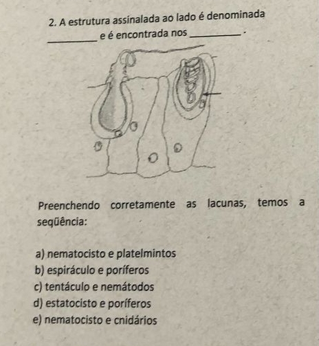 A estrutura assinalada ao lado é denominada
_
e é encontrada nos_ .
Preenchendo corretamente as lacunas, temos a
seqüência:
a) nematocisto e platelmintos
b) espiráculo e poríferos
c) tentáculo e nemátodos
d) estatocisto e poríferos
e) nematocisto e cnidários