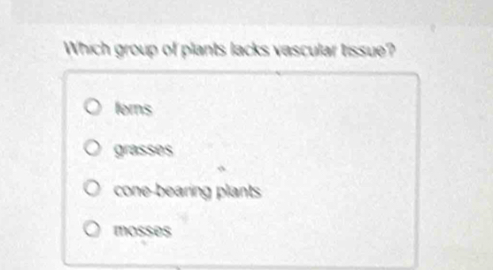 Which group of plants lacks vascular tissue?
ferns
grasses
cone-bearing plants
mosses