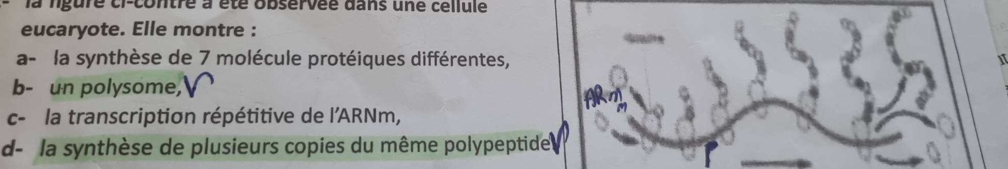 la lgure ci-contre à été observée dans une cellule
eucaryote. Elle montre :
a- la synthèse de 7 molécule protéiques différentes,
b- un polysome,
A
c- la transcription répétitive de l'ARNm,
d- la synthèse de plusieurs copies du même polypeptide