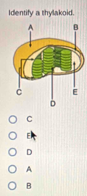 Identify a thylakoid. 
C 
E
D
A
B