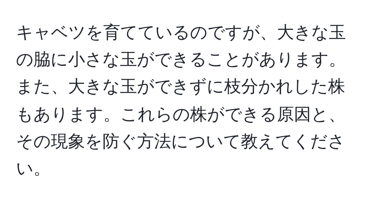 キャベツを育てているのですが、大きな玉の脇に小さな玉ができることがあります。また、大きな玉ができずに枝分かれした株もあります。これらの株ができる原因と、その現象を防ぐ方法について教えてください。