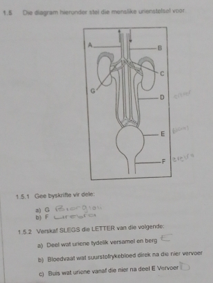 1.5 Die diagram hierunder stei die menslike urienstelsel voor 
1.5.1 Gee byskrifte vir dele: 
a) G
b) F
1.5.2 Verskaf SLEGS die LETTER van die volgende: 
a) Deel wat uriene tydelik versamel en berg 
b) Bloedvaat wat suurstofrykebloed direk na die nier vervoer 
c) Buis wat uriene vanaf die nier na deel E Vervoer