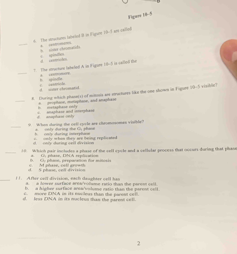 Figure 10-5
_
6. The structures labeled B in Figure 10-5 are called
a. centromeres.
b. sister chromatids.
c. spindles.
d. centrioles.
_
7. The structure labeled A in Figure 10-5 is called the
a. centromere.
b. spindle.
c. centriole.
d. sister chromatid.
_
8. During which phase(s) of mitosis are structures like the one shown in Figure 10-5 visible?
a. prophase, metaphase, and anaphase
b. metaphase only
c. anaphase and interphase
d. anaphase only
_
9. When during the cell cycle are chromosomes visible?
a. only during the G_1 phase
b. only during interphase
c. only when they are being replicated
d. only during cell division
_
10. Which pair includes a phase of the cell cycle and a cellular process that occurs during that phase
a. G_1 phase, DNA replication
b. G_2 phase, preparation for mitosis
c. M phase, cell growth
d. S phase, cell division
_11. After cell division, each daughter cell has
a. a lower surface area/volume ratio than the parent cell.
b. a higher surface area/volume ratio than the parent cell.
c. more DNA in its nucleus than the parent cell.
d. less DNA in its nucleus than the parent cell.
2