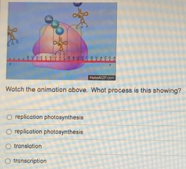 Watch the animation above. What process is this showing?
replication photosynthesis
replication photosynthesis
translation
transcription