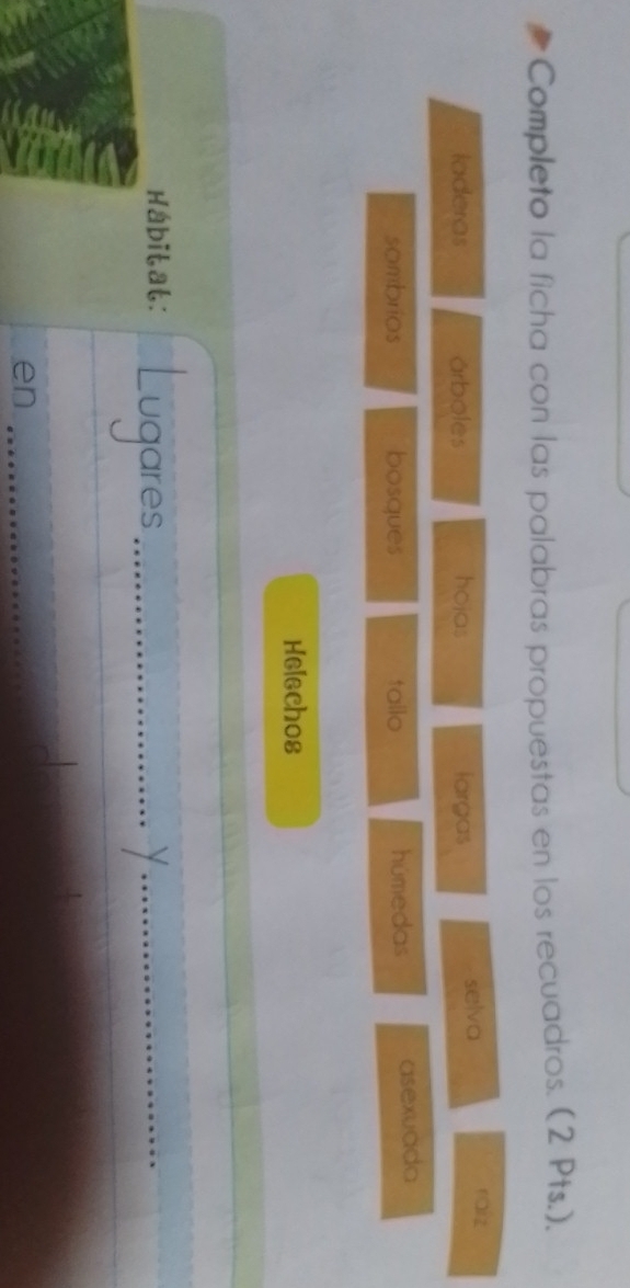 Completo la ficha con las palabras propuestas en los recuadros. (2 Pts.). 
laderas árboles hojas largas selva 
raiz 
sombrios bosques tailo húmedas asexuada 
Helechos 
Habitat: Lugares_ 
_y 
en_