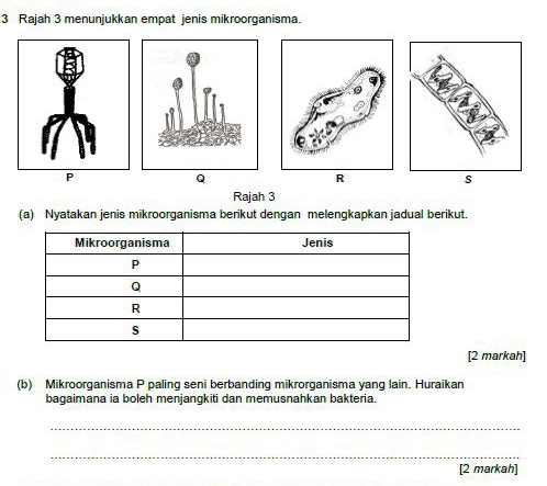 Rajah 3 menunjukkan empat jenis mikroorganisma.
P
Q
R
s 
Rajah 3 
(a) Nyatakan jenis mikroorganisma berikut dengan melengkapkan jadual berikut. 
[2 markah] 
(b) Mikroorganisma P paling seni berbanding mikrorganisma yang lain. Huraikan 
bagaimana ia boleh menjangkiti dan memusnahkan bakteria. 
_ 
_ 
[2 markah]