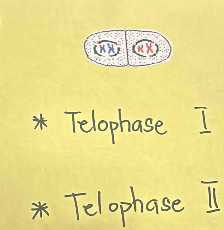 Telophase 
1 
* Telophase I