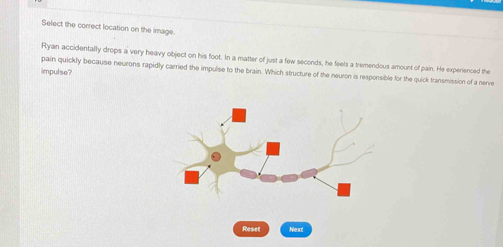 Select the correct location on the image. 
Ryan accidentally drops a very heavy object on his foot. In a matter of just a few seconds, he feels a tremendous amount of pain. He experienced the 
impulse? 
pain quickly because neurons rapidly carried the impulse to the brain. Which structure of the neuron is responsible for the quick transmission of a nerve 
Reset Next