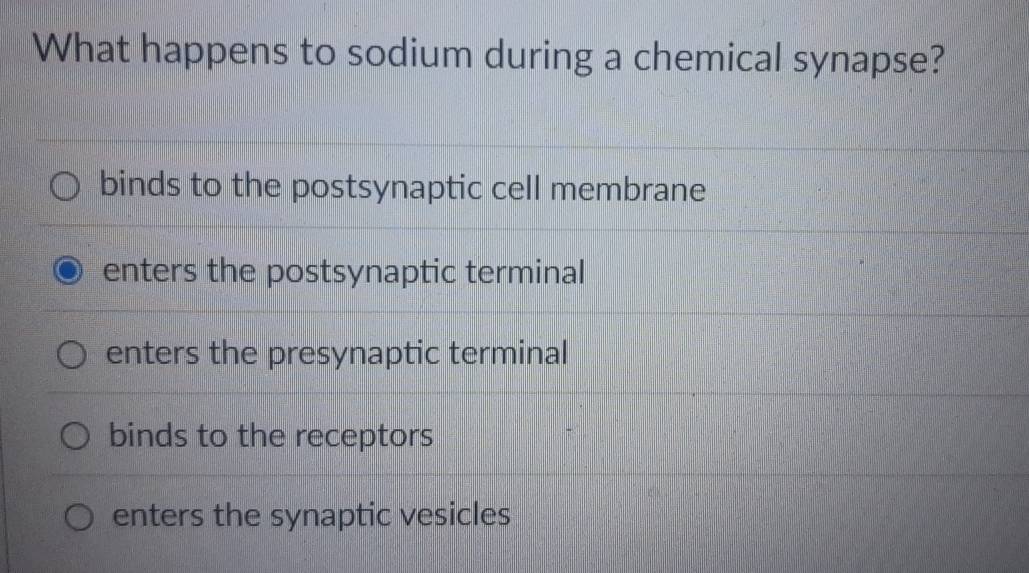 What happens to sodium during a chemical synapse?
binds to the postsynaptic cell membrane
enters the postsynaptic terminal
enters the presynaptic terminal
binds to the receptors
enters the synaptic vesicles