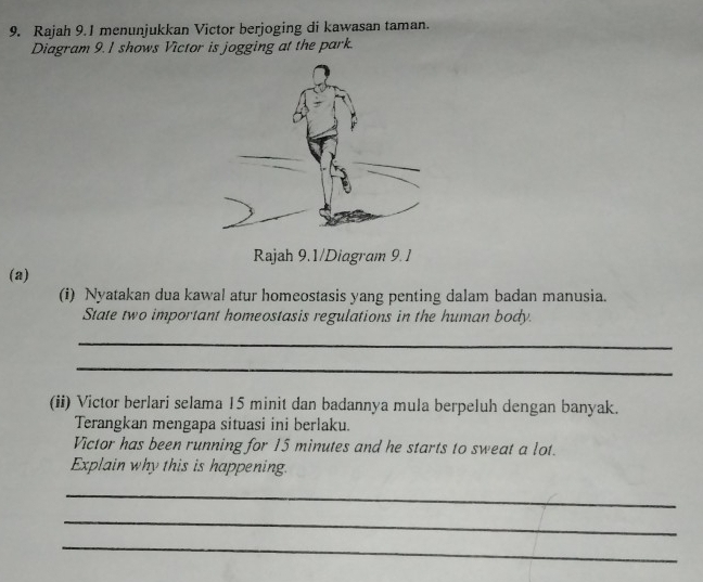 Rajah 9.1 menunjukkan Victor berjoging di kawasan taman. 
Diagram 9.1 shows Victor is jogging at the park. 
Rajah 9.1/Diagram 9.1 
(a) 
(i) Nyatakan dua kawal atur homeostasis yang penting dalam badan manusia. 
State two important homeostasis regulations in the human body. 
_ 
_ 
(ii) Victor berlari selama 15 minit dan badannya mula berpeluh dengan banyak. 
Terangkan mengapa situasi ini berlaku. 
Victor has been running for 15 minutes and he starts to sweat a lot. 
Explain why this is happening. 
_ 
_ 
_