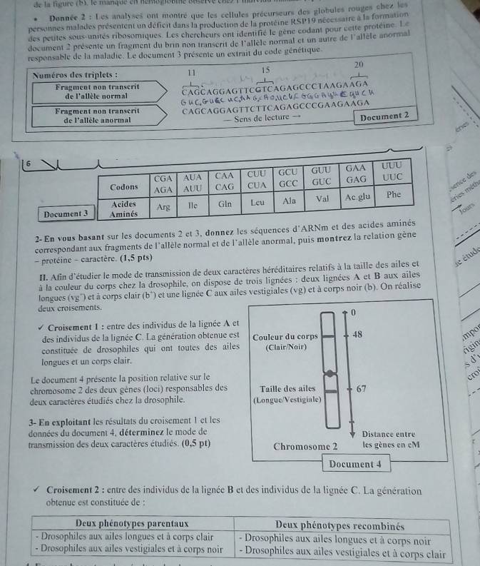 de la figure (5), le manque en hemogiobie déserve cne  
Donnée 2 : Les analyses ont montré que les cellules précurseurs des globules rouges chez les
personnes malades présentent un déficit dans la production de la protéine RSP19 nécessaire à la formation
des petites sous-unités ribosomiques. Les chercheurs ont identifié le gène codant pour cette protéine. Le
document 2 présente un fragment du brin non transerit de l'allèle normal et un autre de l'allèle anormal
responsable de la maladie. Le document 3 présente un extrait du code génétique.
20
Numéros des triplets : 11 15
Fragment non transcrit CAGCAGGAGTTCGTCAGAGCCCTAAGAAGA
de l'allèle normal
Fragment non transcrit G u C. G U EC u CA A G.cA 0.UC4L GG G AY  DU C D
de l'allèle anormal CAGCAGGAGTTCTTCAGAGCCCGAAGAAGA
— Sens de lecture Document 2
the
6
sence des
Docume
éries mêth
Jouts
2- En vous basant sur les documents 2 et 3, donnez les séquences d'ARNm et 
correspondant aux fragments de l'allèle normal et de l'allèle anormal, puis montrez la relation gène
- protéine - caractère. (1,5 pts)
_
II. Afin d'étudier le mode de transmission de deux caractères héréditaires relatifs à la taille des ailes et de étude
à la couleur du corps chez la drosophile, on dispose de trois lignées : deux lignées A et B aux ailes
longues (vg') et à corps clair (b*) et une lignée C aux ailes vestigiales (vg) et à corps noir (b). On réalise
deux croisements.
0
_
Croisement 1 : entre des individus de la lignée A et
des individus de la lignée C. La génération obtenue est Couleur du corps 48
mpo
constituée de drosophiles qui ont toutes des ailes (Clair/Noir)
rigin
longues et un corps clair. s d
Le document 4 présente la position relative sur le
cro
chromosome 2 des deux gènes (loci) responsables des Taille des ailes 67
deux caractères étudiés chez la drosophile. (Longue/Vestigiale)
3- En exploitant les résultats du croisement 1 et les
données du document 4, déterminez le mode de Distance entre
transmission des deux caractères étudiés. (0,5 pt) Chromosome 2 les gènes en cM
Document 4
Croisement 2 : entre des individus de la lignée B et des individus de la lignée C. La génération
obtenue est constituée de :