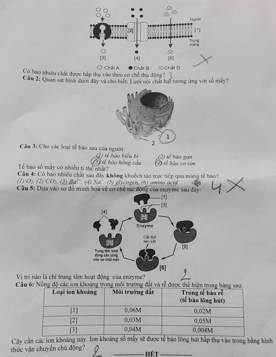 Chất A Chất B & Chất D 
Có bao nhiêu chất được hấp thụ vào theo cơ chế thụ động? 
Câu 2: Quan sát hình dưới đây và cho biết: Lưới nội chất hạt tương ứng với số mấy? 
Câu 3: Cho các loại tế bào sau của người: 
(1) tế bào biểu bì (2) tế bào gan 
(3) tế bào hồng cầu 4 tế bào cơ tim 
Tế bào số mấy có nhiều ti thể nhất? 
Câu 4: Có bao nhiêu chất sau đây không khuếch tán trực tiếp qua màng tế bào? 
(1) O_2, (2) CO_2, (3) Ba^(2+) , (4) Na, (5) glycogen, (6) amino acid 
Câu 5: Dựa vào sơ đồ minh họa về cơ chế tác động của enzyme sau đây: 
Vị trí nào là chỉ trung tâm hoạt động của enzyme? 
Câu 6: Nồng độ các ion khoáng trong môi trường đất và rễ được thể hiệ 
Cây cần các ion khoáng này. Ion khoáng số mấy sẽ được tế bào lông hút hấp thụ vào trong bằng hình 
thức vận chuyển chủ động? 
_HÉT_