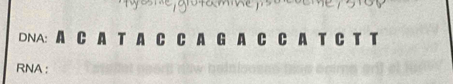 DNA: A C A T A C a C CA T C T T 
RNA ：