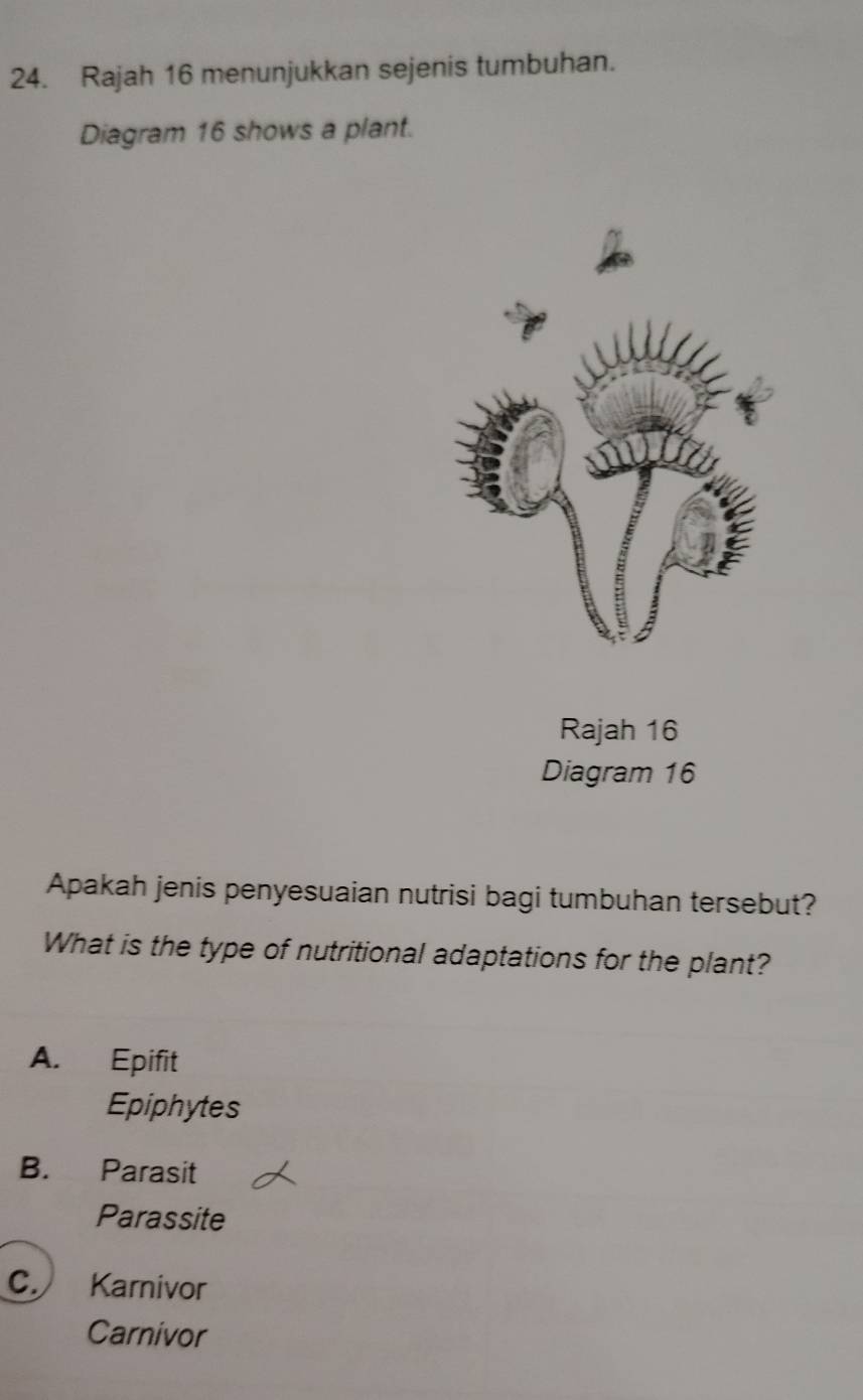 Rajah 16 menunjukkan sejenis tumbuhan.
Diagram 16 shows a plant.
Apakah jenis penyesuaian nutrisi bagi tumbuhan tersebut?
What is the type of nutritional adaptations for the plant?
A. Epifit
Epiphytes
B. Parasit
Parassite
C. Karnivor
Carnivor