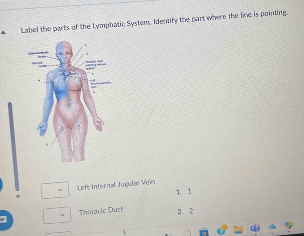 Solved: Label the parts of the Lymphatic System. Identify the part ...