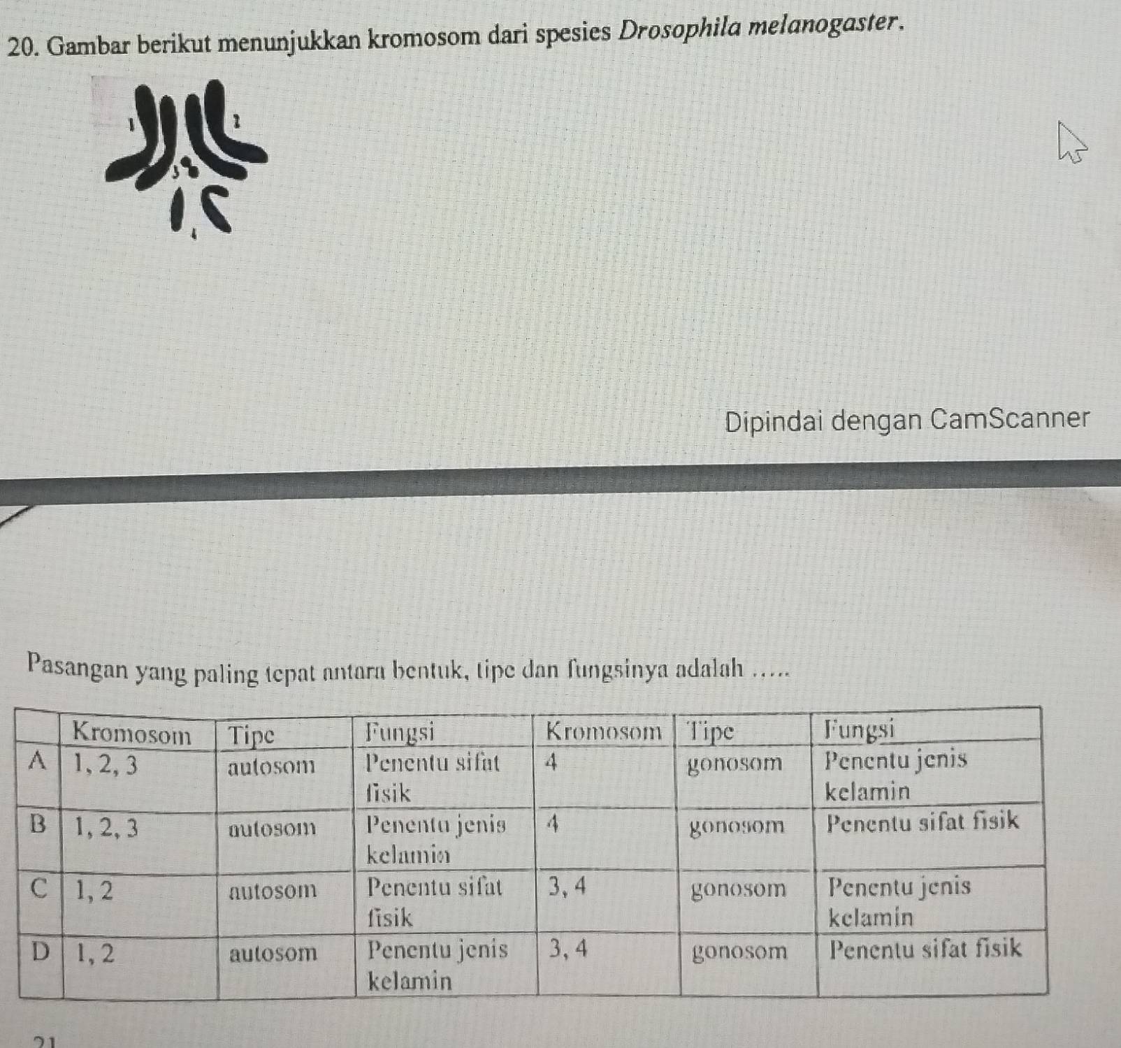 Gambar berikut menunjukkan kromosom dari spesies Drosophila melanogaster. 
Dipindai dengan CamScanner 
Pasangan yang paling tepat antara bentuk, tipe dan fungsinya adalah ..... 
71