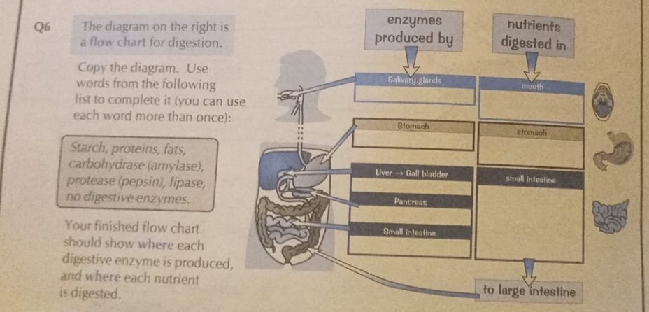 Solved: The diagram on the right is a flow chart for digestion. Copy ...