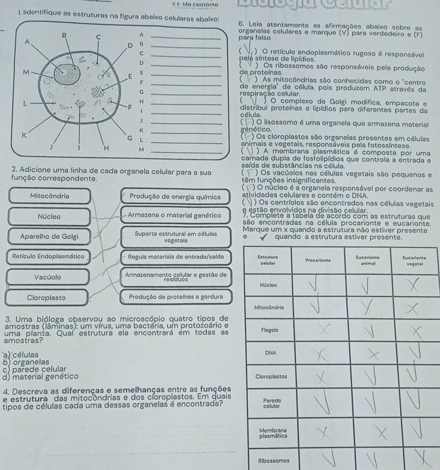 são cristóvão              
1. lidentifique as estruturas na figura abaixo celulares abaixo:Leia atentamente as afirmações abaixo sobre as
anelas celulares e marque (V) para verdadeiro e (F)
a falso
) O retículo endoplasmático rugoso é responsável
a síntese de lipídios.
)Os ribossomos são responsáveis pela produção
proteínas.
) As mitocôndrias são conhecidas como o "centro
energia'' da célula, pois produzem ATP através da
piração celular.
  O complexo de Golgi modifica, empañota e
stribui proteínas e lipídios para diferentes partes da
ula.
) O lisossomo é uma organela que armazena material
nético.
) Os cioroplastos são organelas presentes em células
imais e vegetais, responsáveis pela fotossíntese.
) A membrana plasmática é composta por uma
mada dupla de fosfolipídios que controla a entrada e
saída de substâncias na célula.
2. Adicione uma linha de cada organela celular para a sua ( ) Os vacúolos nas células vegetais são pequenos e
função correspondente. têm funções insignificantes.
) O núcleo é a organela responsável por coordenar as
Mitocôndria Produção de energia química atividades celulares e contém o DNA.
C  ) Os centríolos são encontrados nas células vegetais
e estão envolvidos na divisão celular.
Núcleo  Armazena o material genético 7. Complete a tabela de acordo com as estruturas que
são encontradas na célula procarionte e eucarionte.
Marque um x quando a estrutura não estiver presente
Aparelho de Golgi  Suporte estrutural em células e quando a estrutura estiver presen
vegetais
Retículo Endoplasmático  Regula materiais de entrada/saída
Vacúolo Armazenamento celular e gestão de
rasíduos
Cloroplasto Produção de proteínas e gordura
3. Uma bióloga observou ao microscópio quatro tipos de
amostras (lâminas): um vírus, uma bactéria, um protozoário e
uma planta. Qual estrutura ela encontrará em todas as
amostras?
a) células
b) organelas
c) parede celular
d) material genético 
4. Descreva as diferenças e semelhanças entre as funções
e estrutura das mitocôndrias e dos cloroplastos. Em quais
tipos de células cada uma dessas organelas é encontrada?
Ribossomos