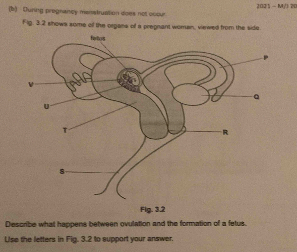 2021 - M/3 20 
(b) During pregnancy menstruation does not occur. 
Fig. 3.2 shows some of the organs of a pregnant woman, viewed from the side 
Describe what happens between ovulation and the formation of a fetus. 
Use the letters in Fig. 3.2 to support your answer.