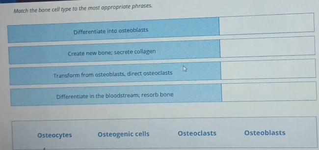 Match the bone cell type to the most appropriate phrases.
Differentiate into osteoblasts
Create new bone; secrete collagen
Transform from osteoblasts, direct osteoclasts
Differentiate in the bloodstream; resorb bone
Osteocytes Osteogenic cells Osteoclasts Osteoblasts