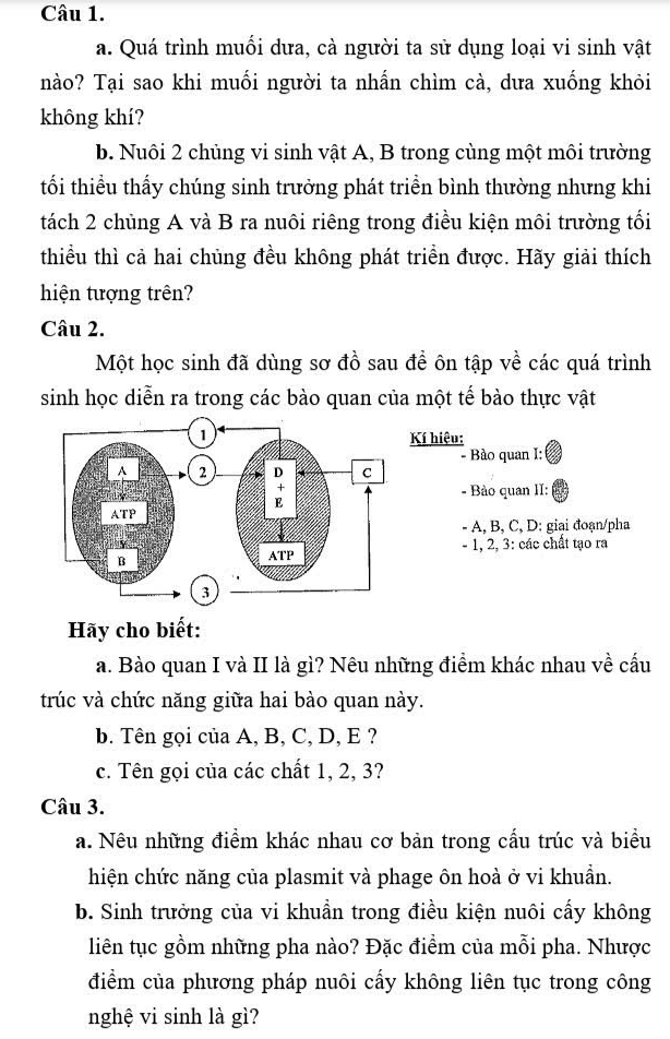 Quá trình muối dưa, cà người ta sử dụng loại vi sinh vật 
nào? Tại sao khi muối người ta nhấn chìm cà, dưa xuống khỏi 
không khí? 
b. Nuôi 2 chủng vi sinh vật A, B trong cùng một môi trường 
tối thiều thấy chúng sinh trưởng phát triền bình thường nhưng khi 
tách 2 chủng A và B ra nuôi riêng trong điều kiện môi trường tối 
thiều thì cả hai chủng đều không phát triển được. Hãy giải thích 
hiện tượng trên? 
Câu 2. 
Một học sinh đã dùng sơ đồ sau đề ôn tập về các quá trình 
sinh học diễn ra trong các bào quan của một tế bào thực vật 
Kí hiệu: 
- Bào quan I: 
- Bảo quan II:
- A, B, C, D: giai đoạn/pha
- 1, 2, 3: các chất tạo ra 
Hãy cho biết: 
a. Bào quan I và II là gì? Nêu những điểm khác nhau về cấu 
trúc và chức năng giữa hai bào quan này. 
b. Tên gọi của A, B, C, D, E ? 
c. Tên gọi của các chất 1, 2, 3? 
Câu 3. 
a. Nêu những điểm khác nhau cơ bản trong cấu trúc và biểu 
hiện chức năng của plasmit và phage ôn hoà ở vi khuẩn. 
b. Sinh trưởng của vi khuẩn trong điều kiện nuôi cấy không 
liên tục gồm những pha nào? Đặc điểm của mỗi pha. Nhược 
điểm của phương pháp nuôi cấy không liên tục trong công 
nghệ vi sinh là gì?