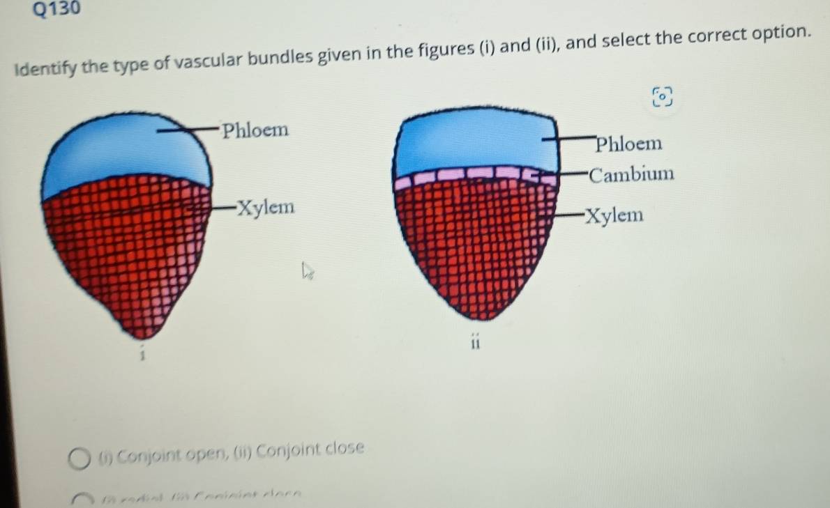 Identify the type of vascular bundles given in the figures (i) and (ii), and select the correct option.
(i) Conjoint open, (ii) Conjoint close