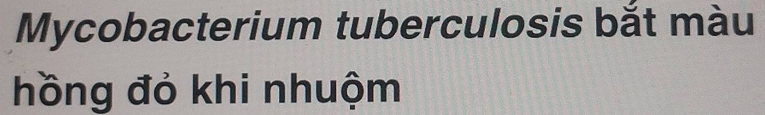 Mycobacterium tuberculosis bắt màu 
hồng đỏ khi nhuộm