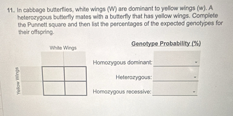 In cabbage butterflies, white wings (W) are dominant to yellow wings (w). A 
heterozygous butterfly mates with a butterfly that has yellow wings. Complete 
the Punnett square and then list the percentages of the expected genotypes for 
their offspring. 
Genotype Probability (%) 
_ 
Homozygous dominant: 
Heterozygous:_ 
_ 
omozygous recessive: